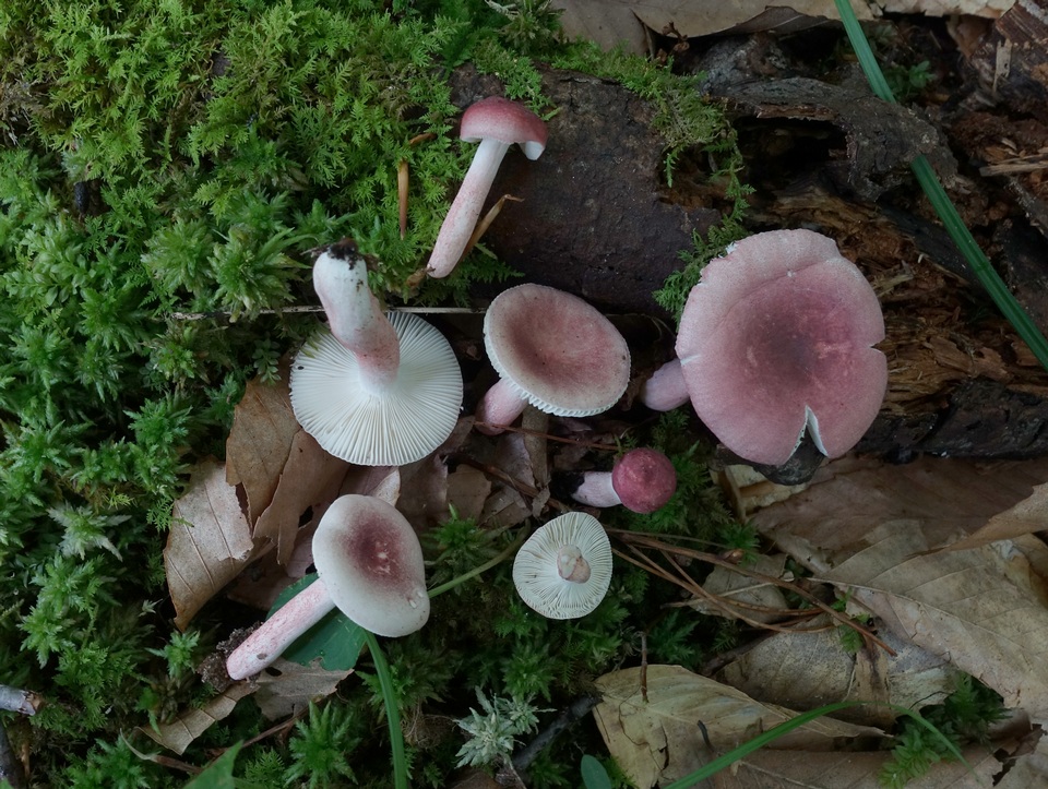 Russula subtilis image