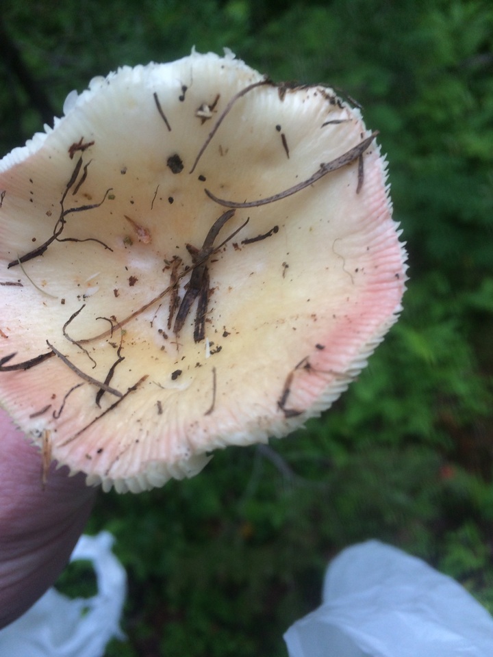 Russula bicolor image