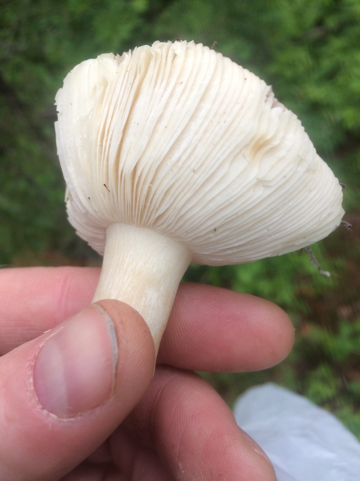 Russula bicolor image