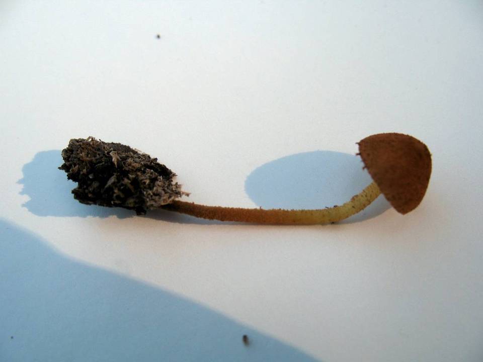 Flammulaster muricata image