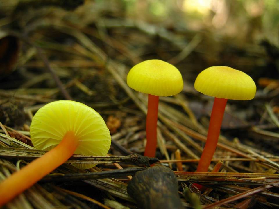 Hygrocybe subminutula image