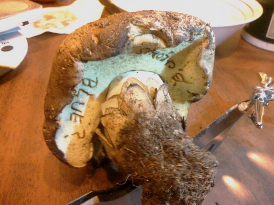Boletus calopus var. frustosus image
