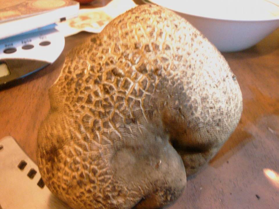 Boletus calopus var. frustosus image