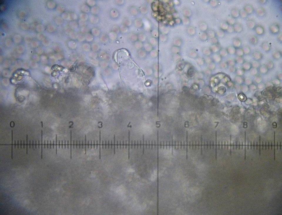 Pluteus phlebophorus image
