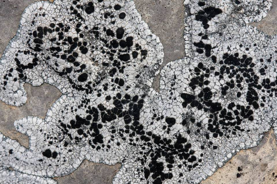 Lecanora marginata image