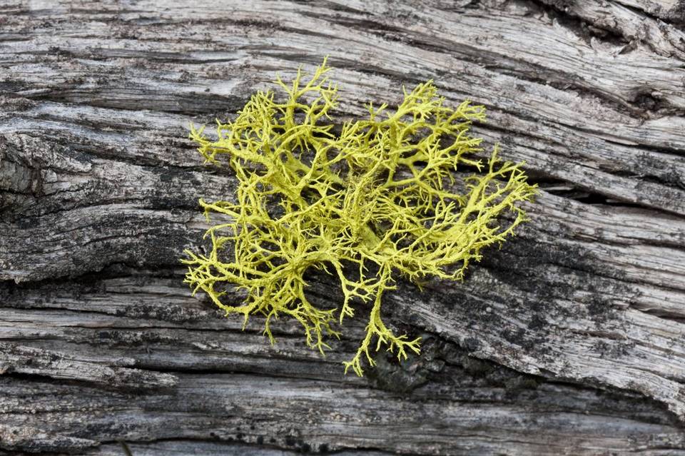 Letharia lupina image
