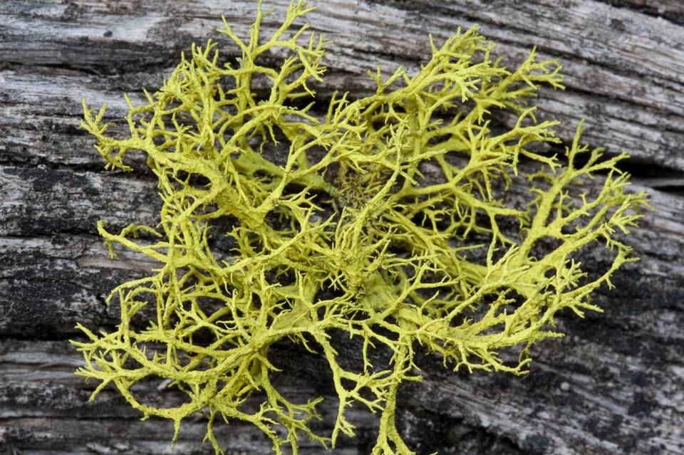 Letharia lupina image