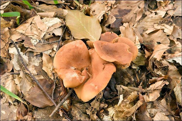 Lactarius fulvissimus image