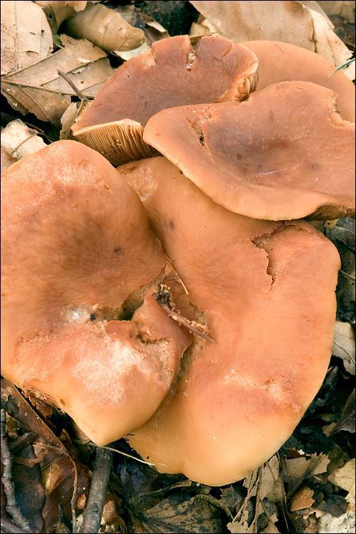 Lactarius fulvissimus image