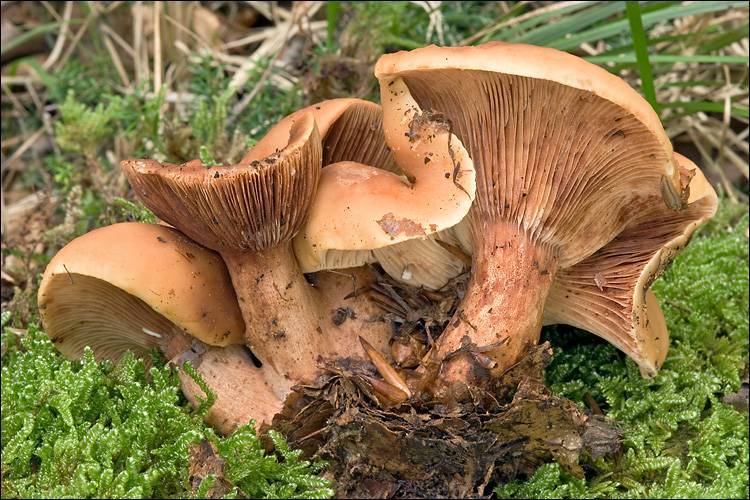 Lactarius fulvissimus image