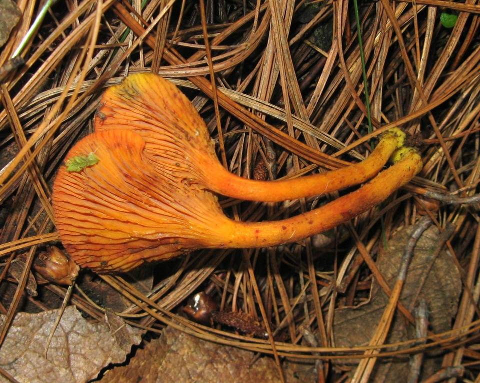 Erythrophylloporus aurantiacus image