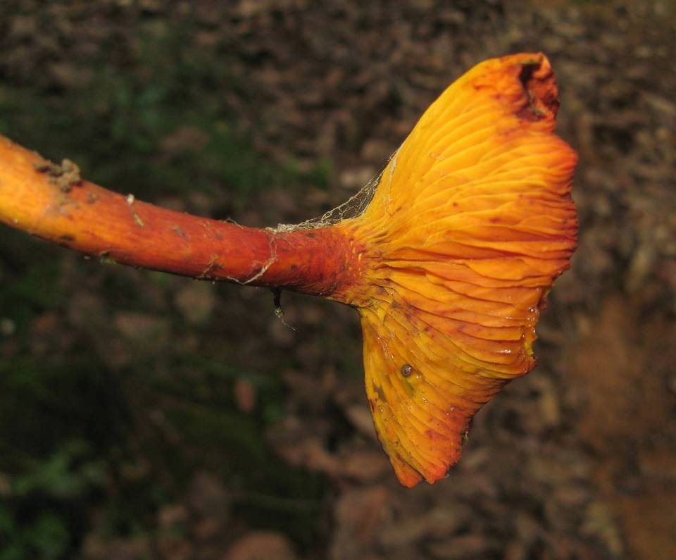 Erythrophylloporus aurantiacus image