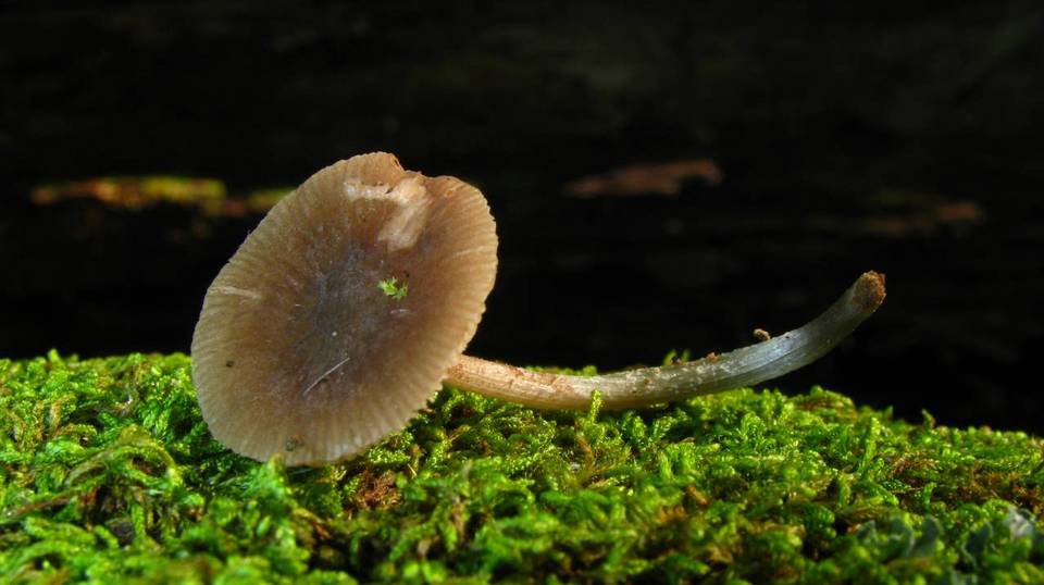 Pluteus cyanopus image