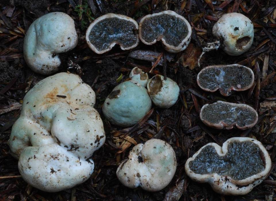 Hysterangium neotunicatum image