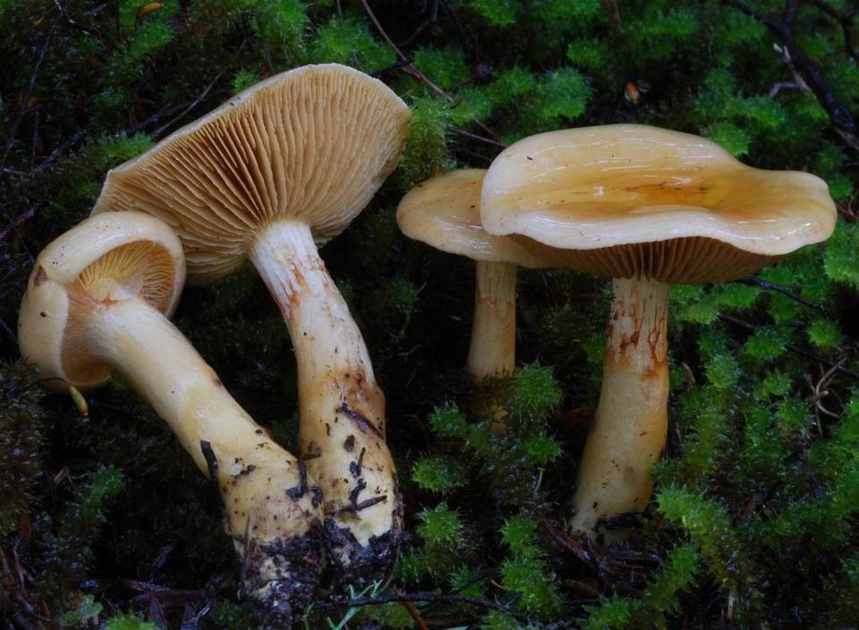 Cortinarius ignotus image