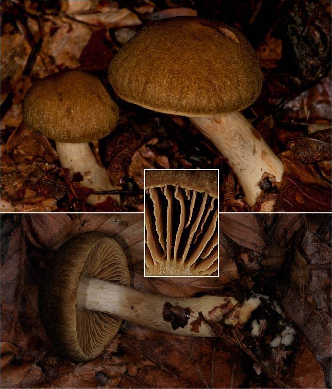 Cortinarius brunneus image