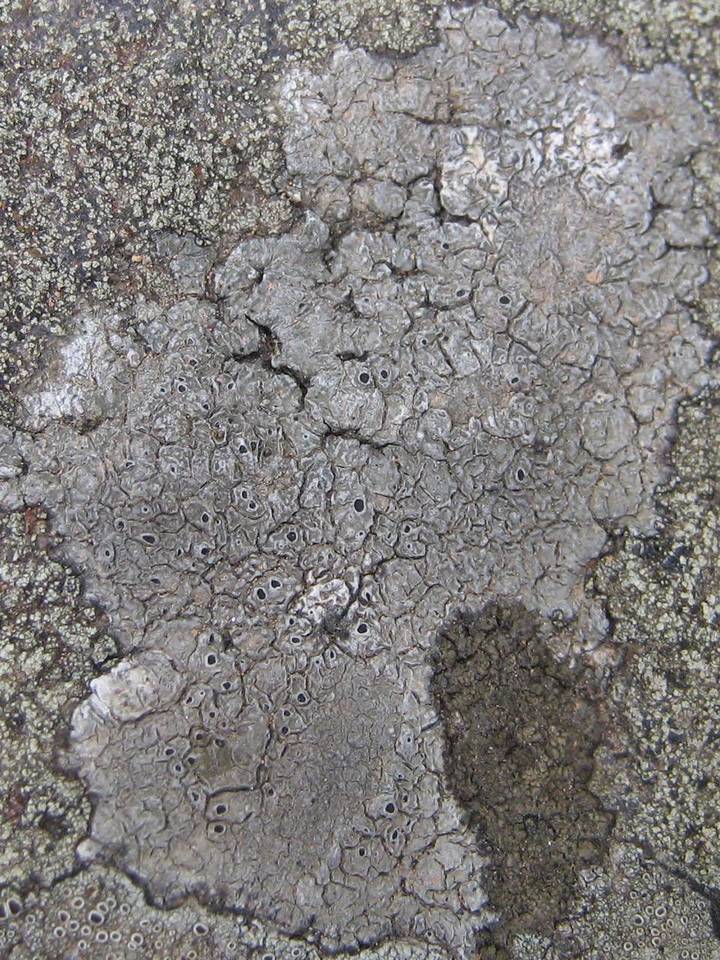 Aspicilia leprosescens image
