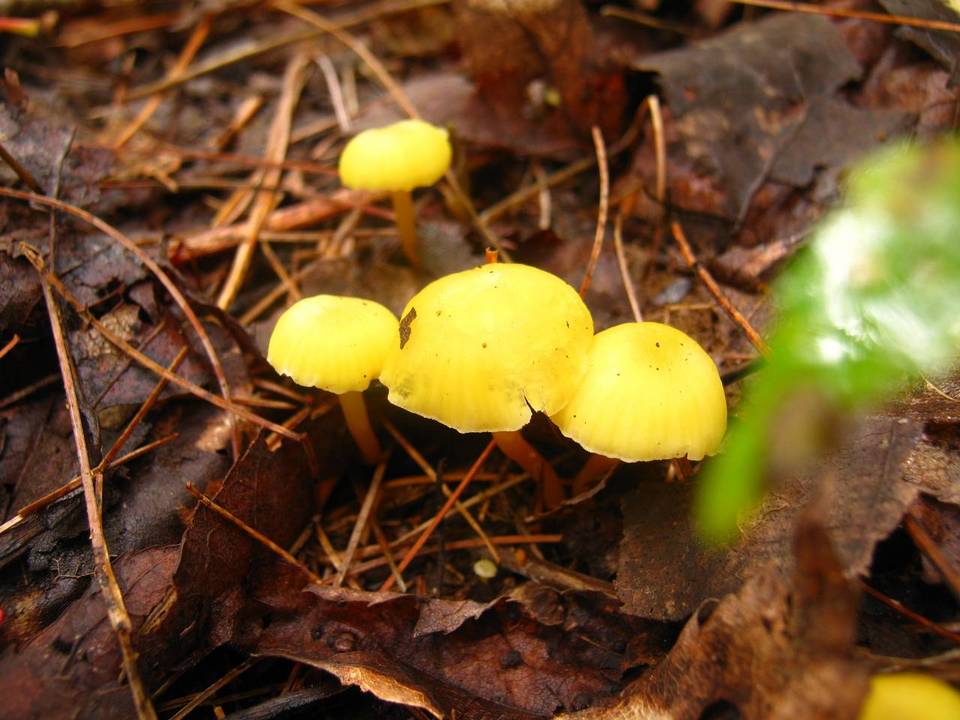 Hygrocybe subminutula image