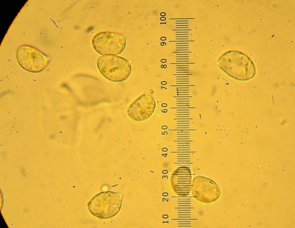 Oudemansiella furfuracea image