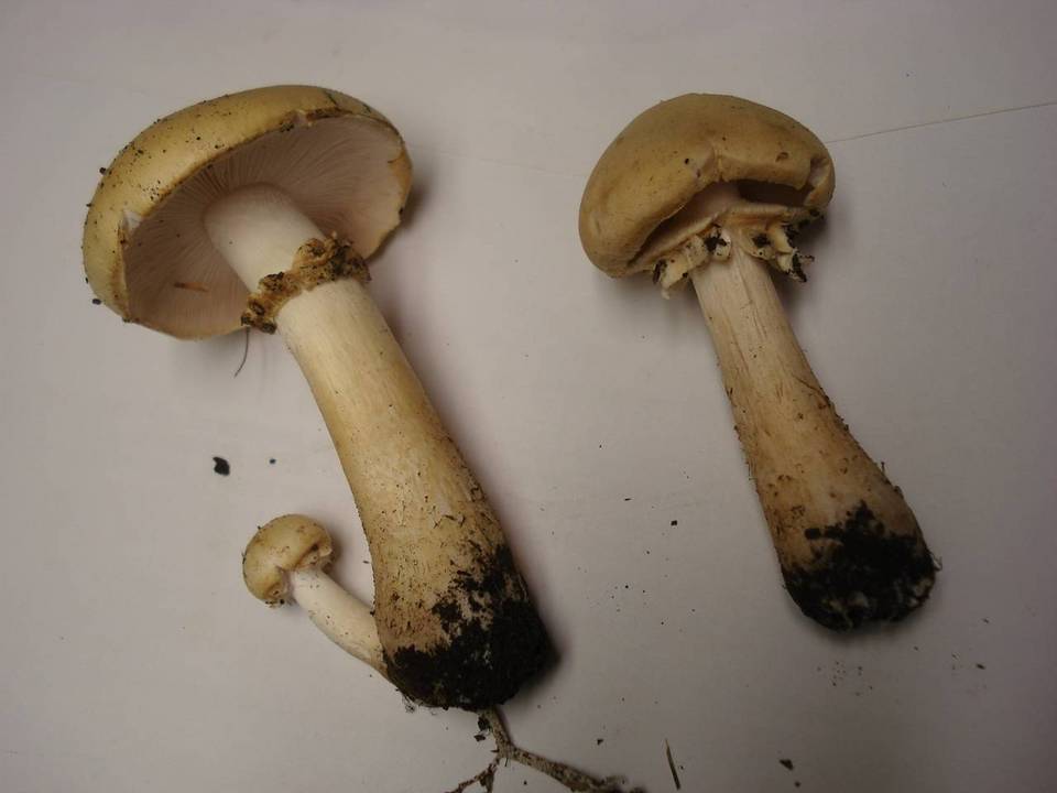 Stropharia rugosoannulata f. lutea image