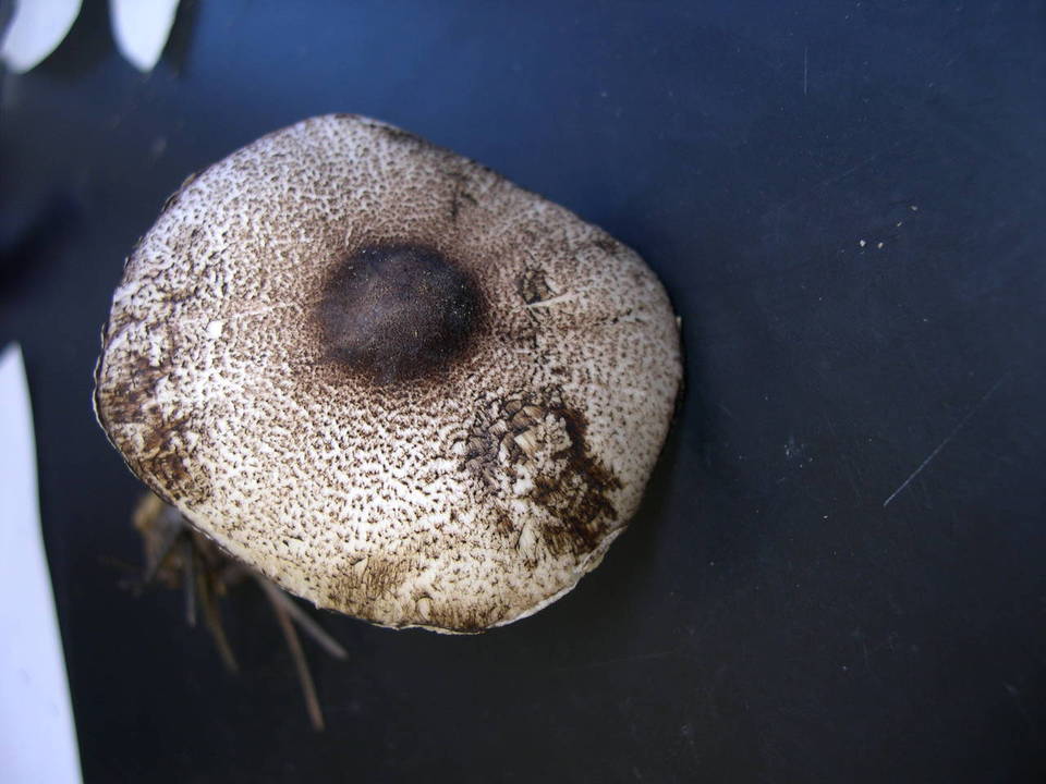 Leucocoprinus badhamii image