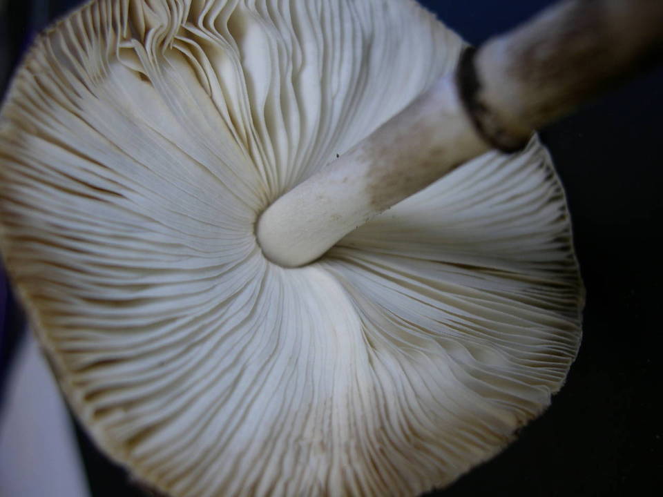 Leucocoprinus badhamii image