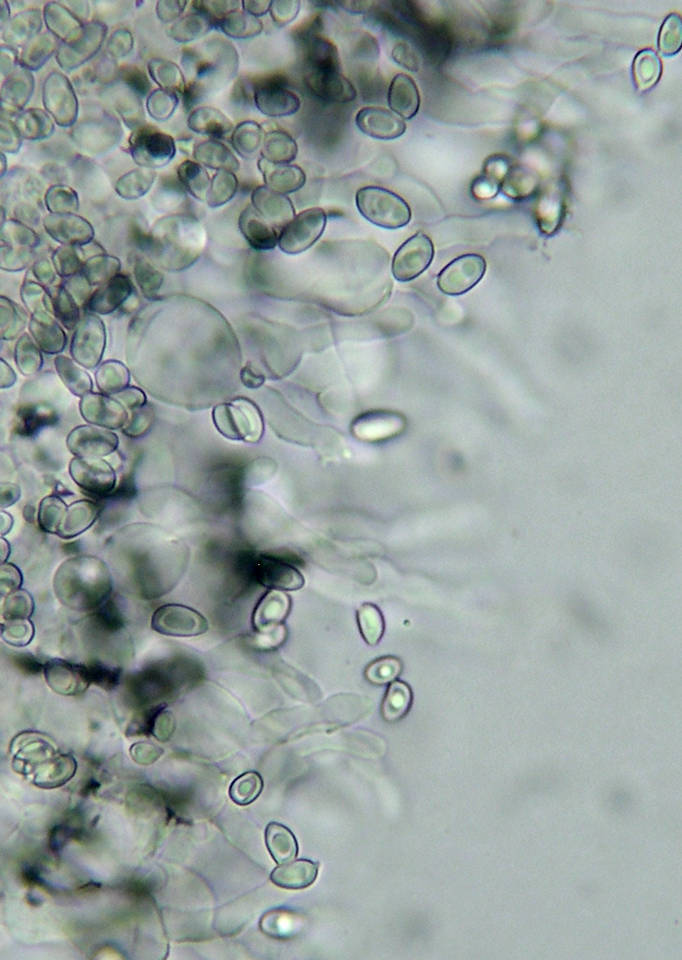 Leucocoprinus badhamii image
