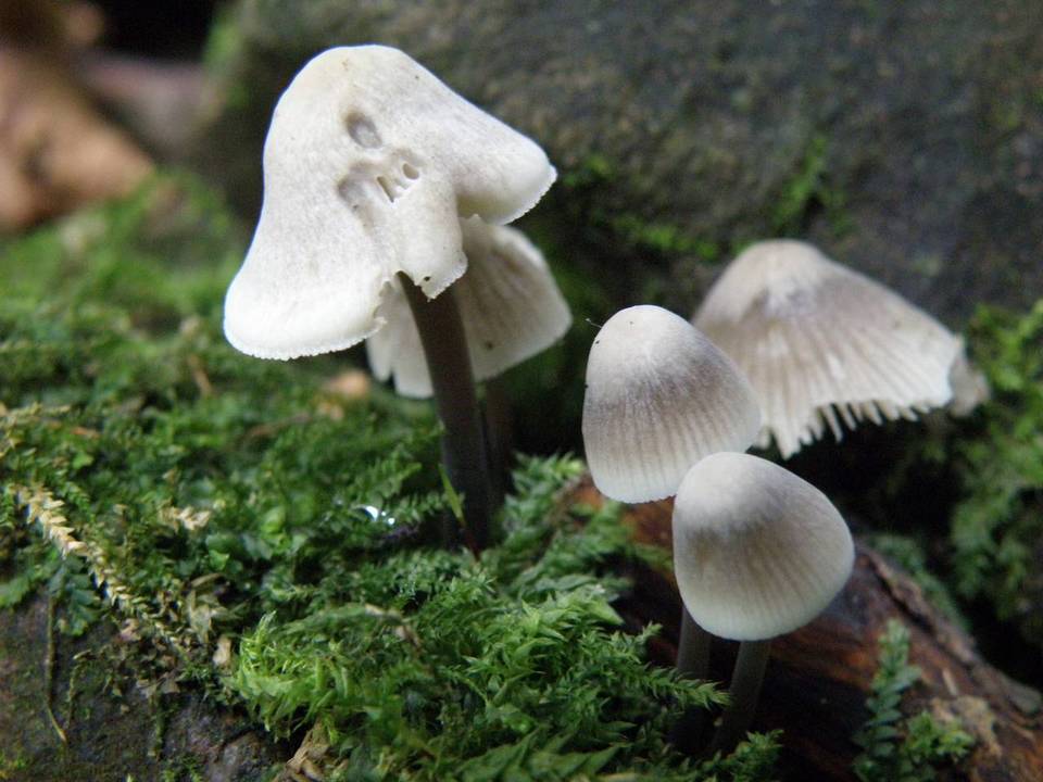 Mycena arcangeliana image