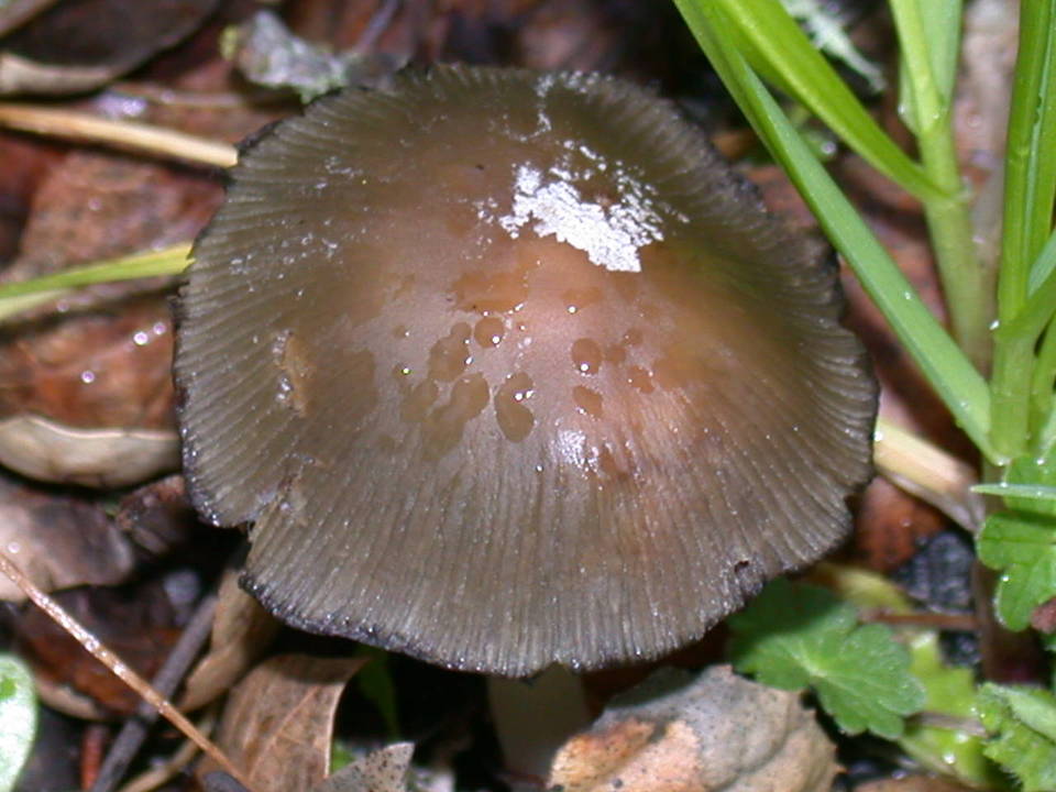 Coprinellus bipellis image