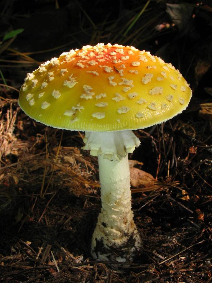 Amanita amerimuscaria image
