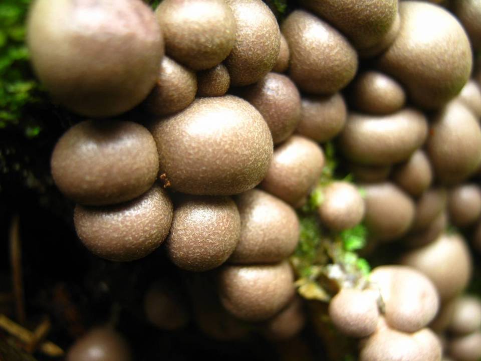 Lycogala epidendrum image