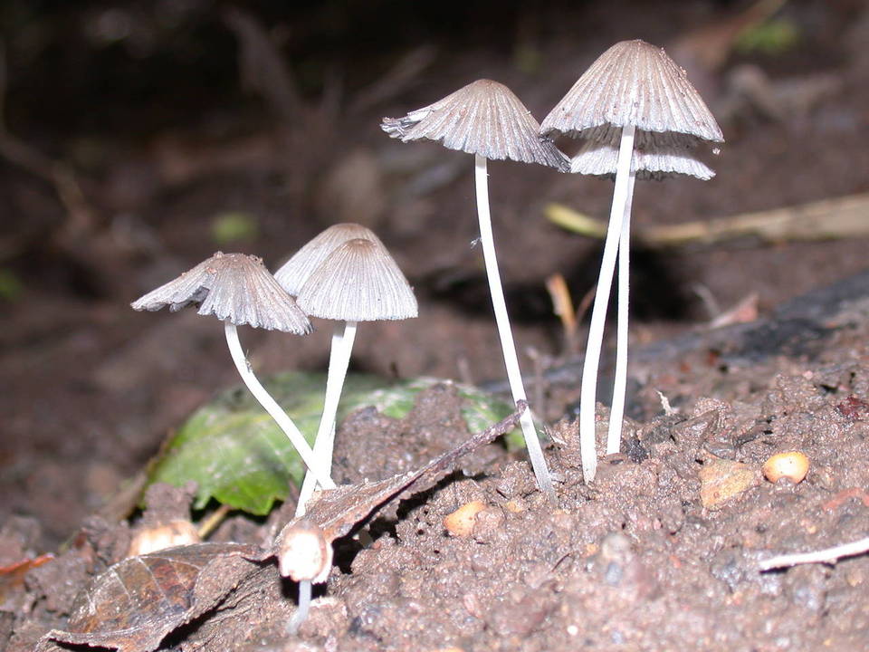 Coprinellus silvaticus image