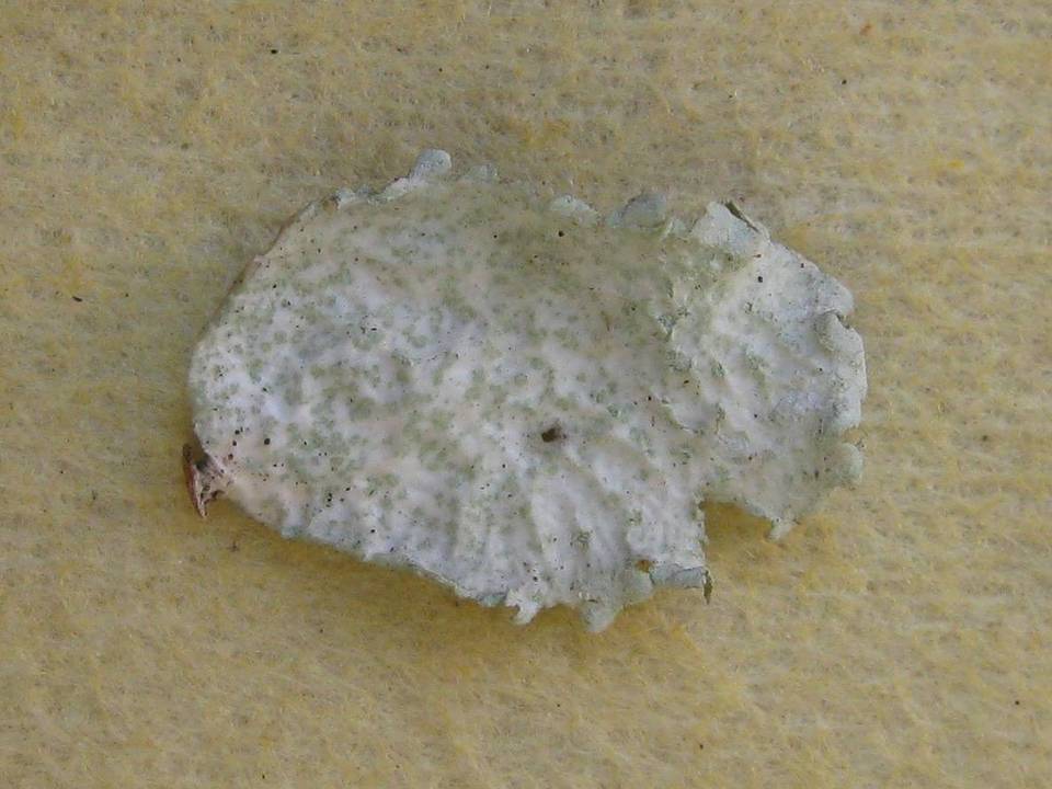 Ramalina bourgeana image