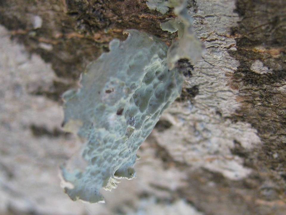 Ramalina bourgeana image