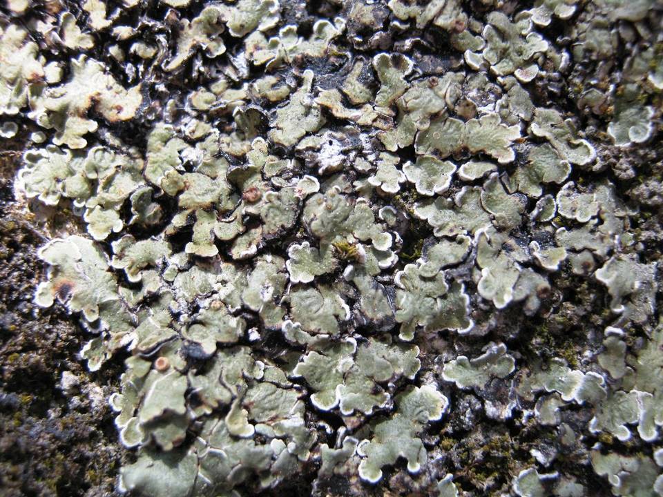 Squamarina cartilaginea var. cartilaginea image