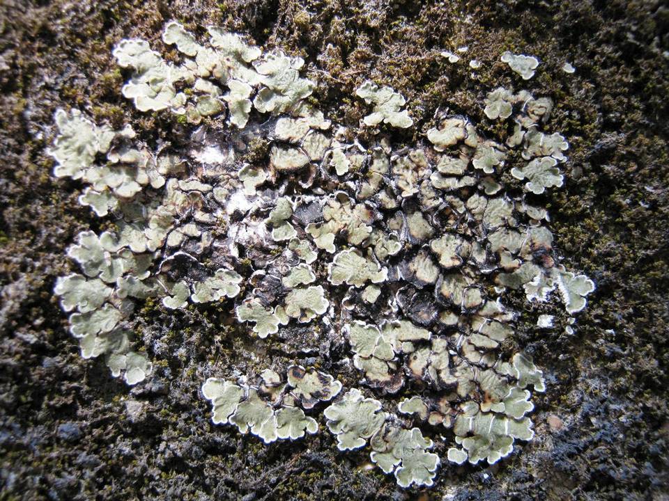 Squamarina cartilaginea var. cartilaginea image