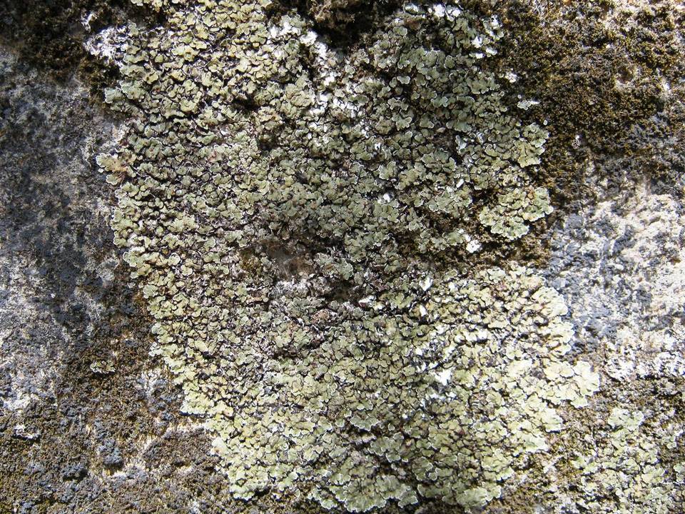 Squamarina cartilaginea var. cartilaginea image