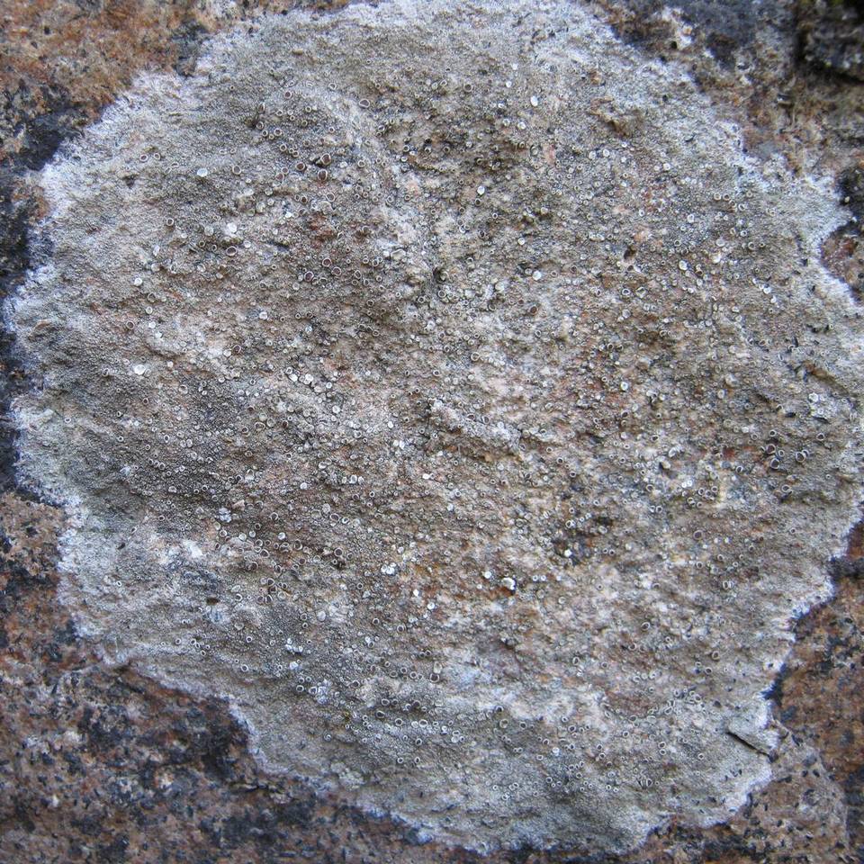 Gyalecta ulmi image