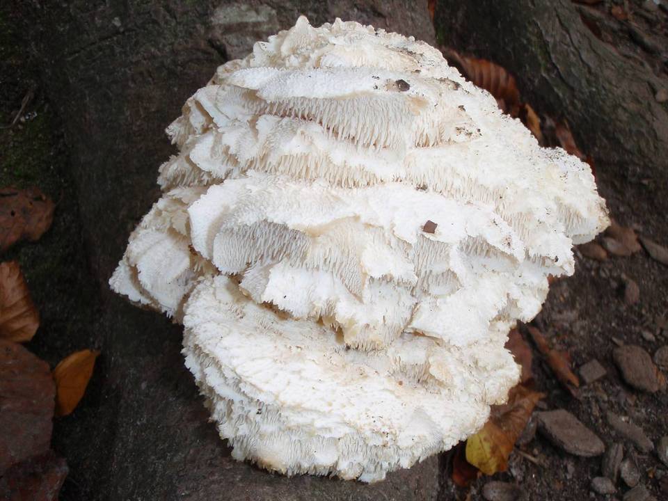 Hericium cirrhatum image