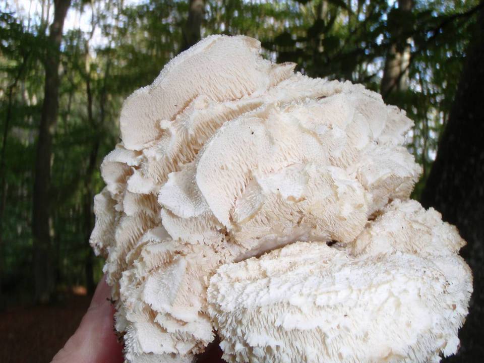Hericium cirrhatum image