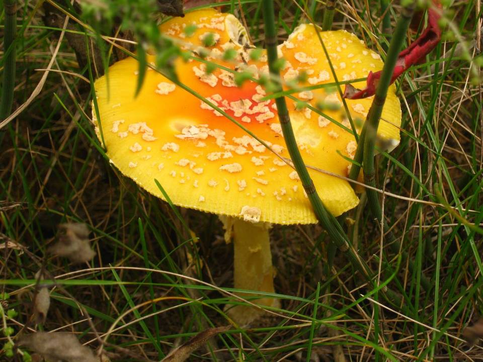 Amanita amerimuscaria image