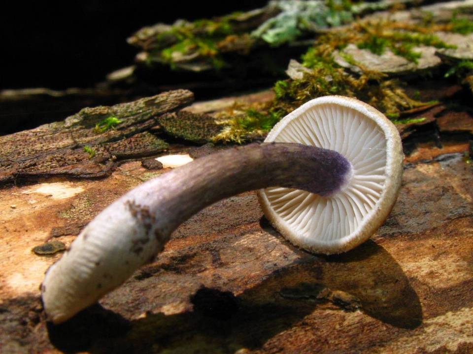 Entoloma tjallingiorum image