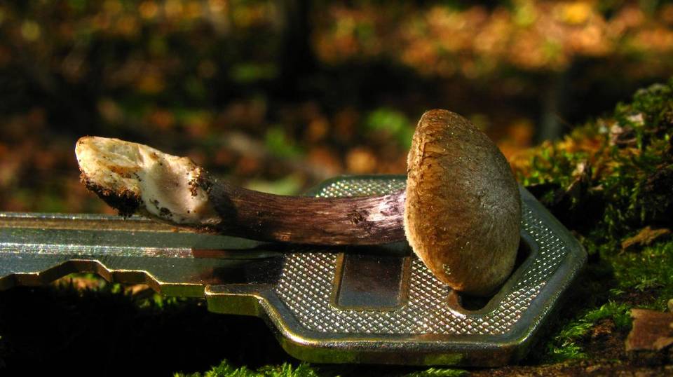 Entoloma tjallingiorum image