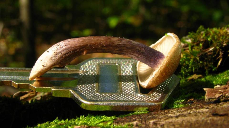 Entoloma tjallingiorum image