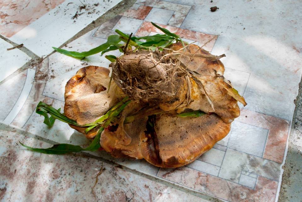 Coltricia duportii image