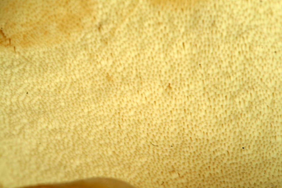 Xanthoporus syringae image