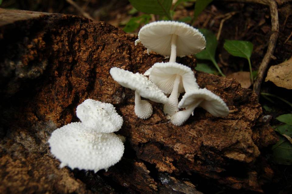 Leucocoprinus cretaceus image