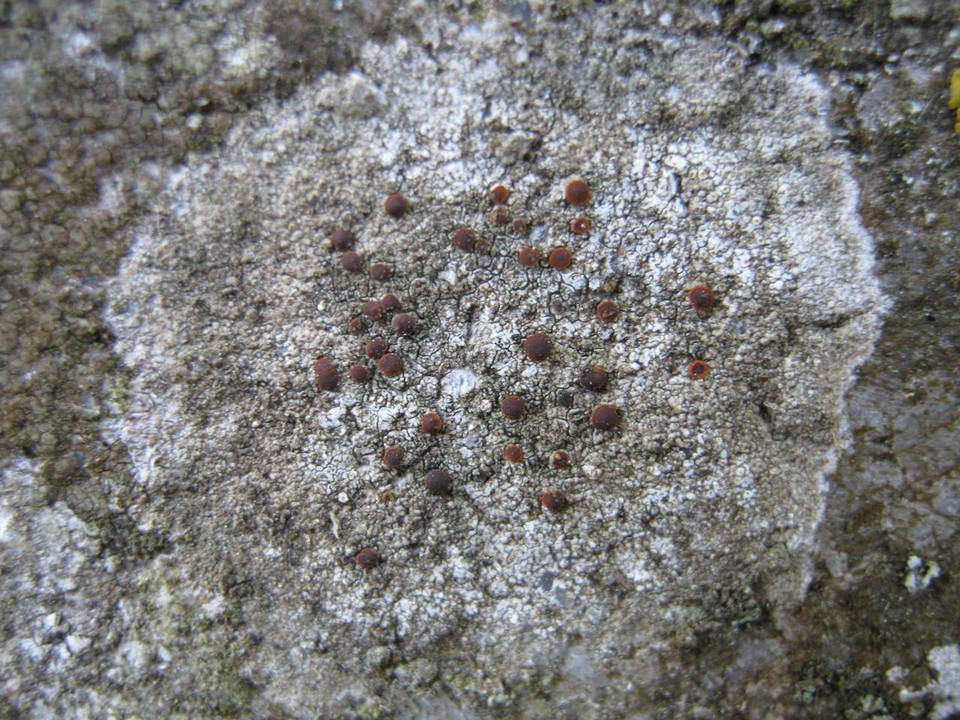Caloplaca crenularia image