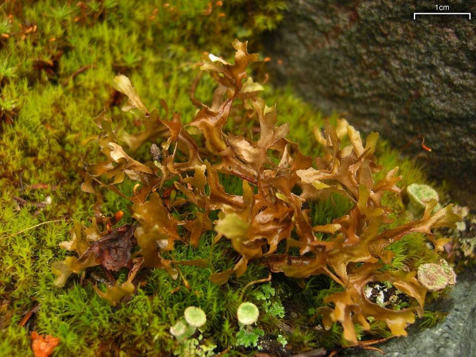 Tuckermanopsis subalpina image