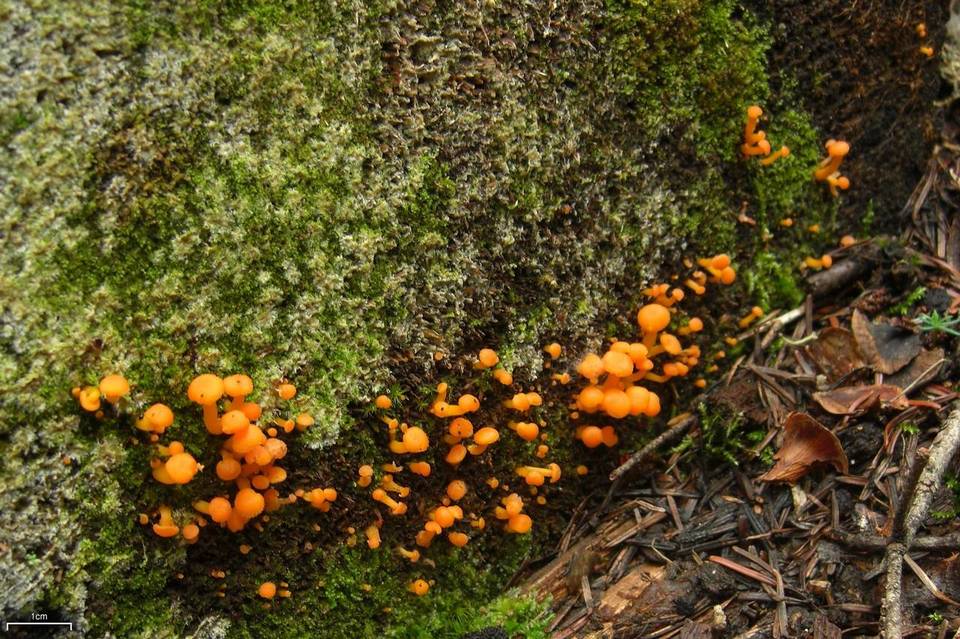Chrysomphalina aurantiaca image